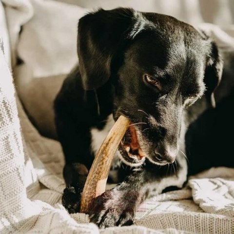 4DOGS Gryzak z poroża L hard