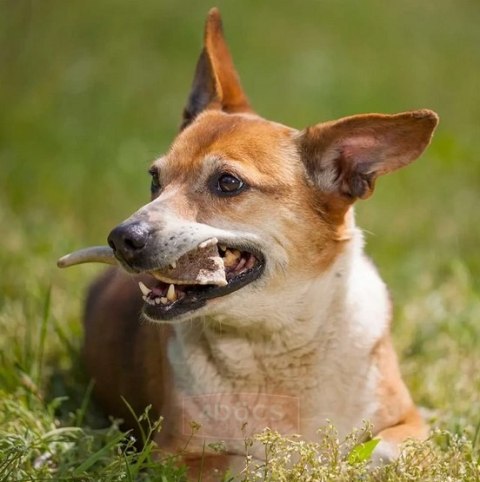 4DOGS Gryzak z poroża S hard