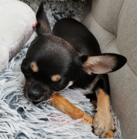 4DOGS Gryzak z drzewa kawowego XL