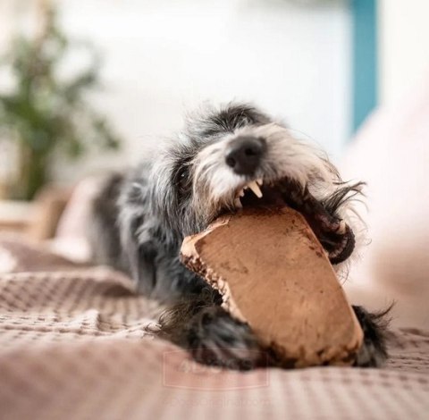 4DOGS Gryzak z korzenia drzewa wrzosowego XL