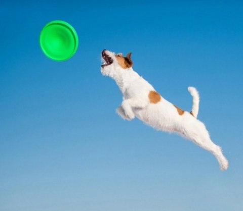 Collar Flyber Latający spodek 22cm jasnozielony