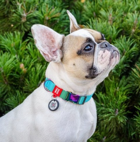 Collar WauDog Recycled Obroża nylonowa z QR-paszportem, gradient L 25mm/33-49cm niebieski