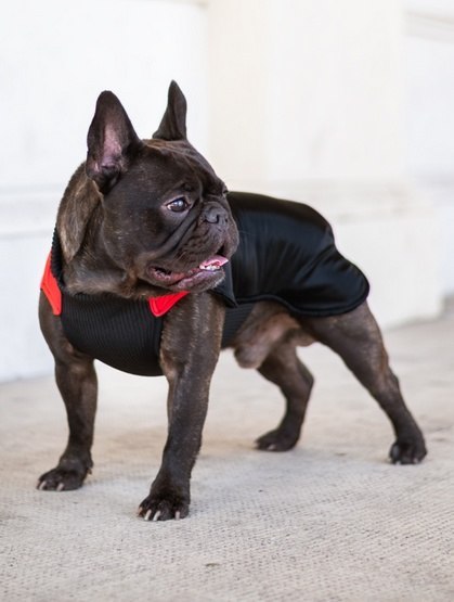 Chaba Ubranko regulowane Wear Magnifique M czerwone